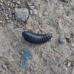 Thanatophilus lapponicus