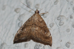 Scybalistodes periculosalis