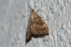 Scybalistodes periculosalis