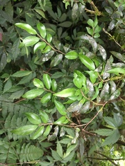 Theaceae