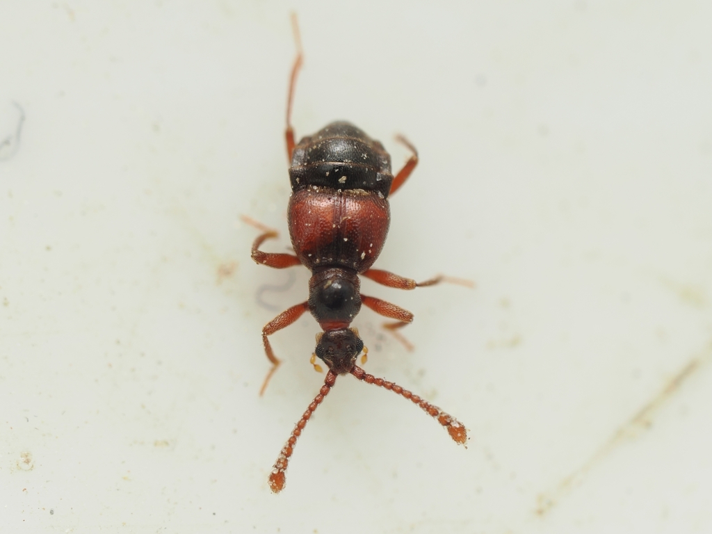 Pselaphitae