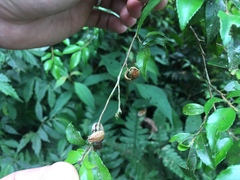 Theaceae