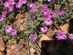 Ruschia diversifolia