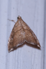 Scybalistodes periculosalis