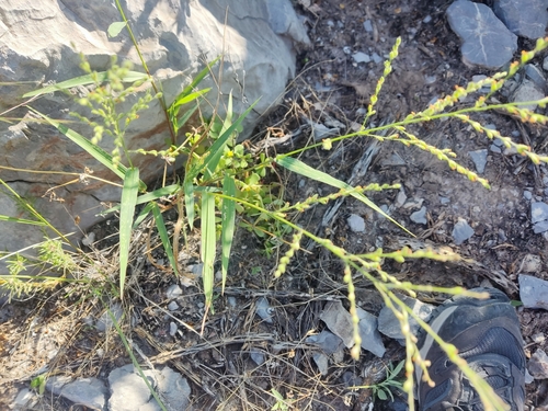 Image of Urochloa arizonica by (c) Mauricio Calderón, some rights reserved (CC BY)