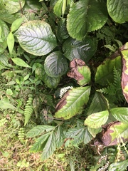 Chloranthus oldhamii