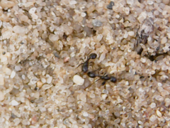 Pheidole pilifera