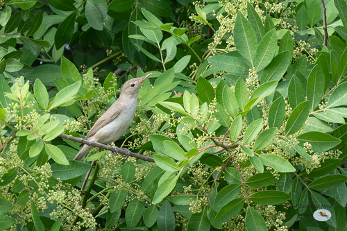 Western Olivaceous Warbler, Melilla, España, photo 10 of 10