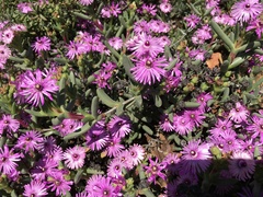 Ruschia diversifolia