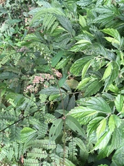 Achyranthes longifolia