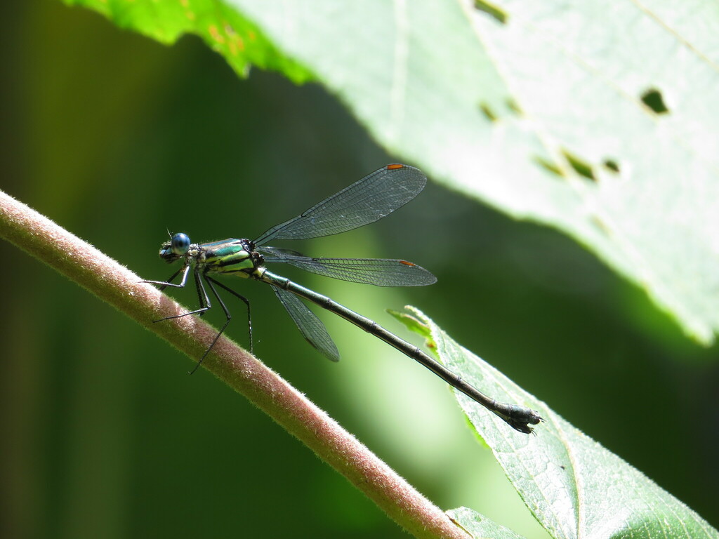 Cloudforest Spreadwing