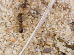 Pheidole pilifera