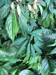 Arisaema heterophyllum