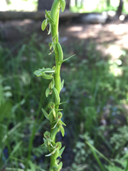 Platanthera sparsiflora