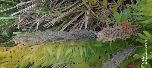 Image of Osmunda acuta by no rights reserved