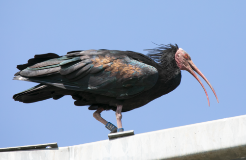 Ibis eremita (Geronticus eremita)