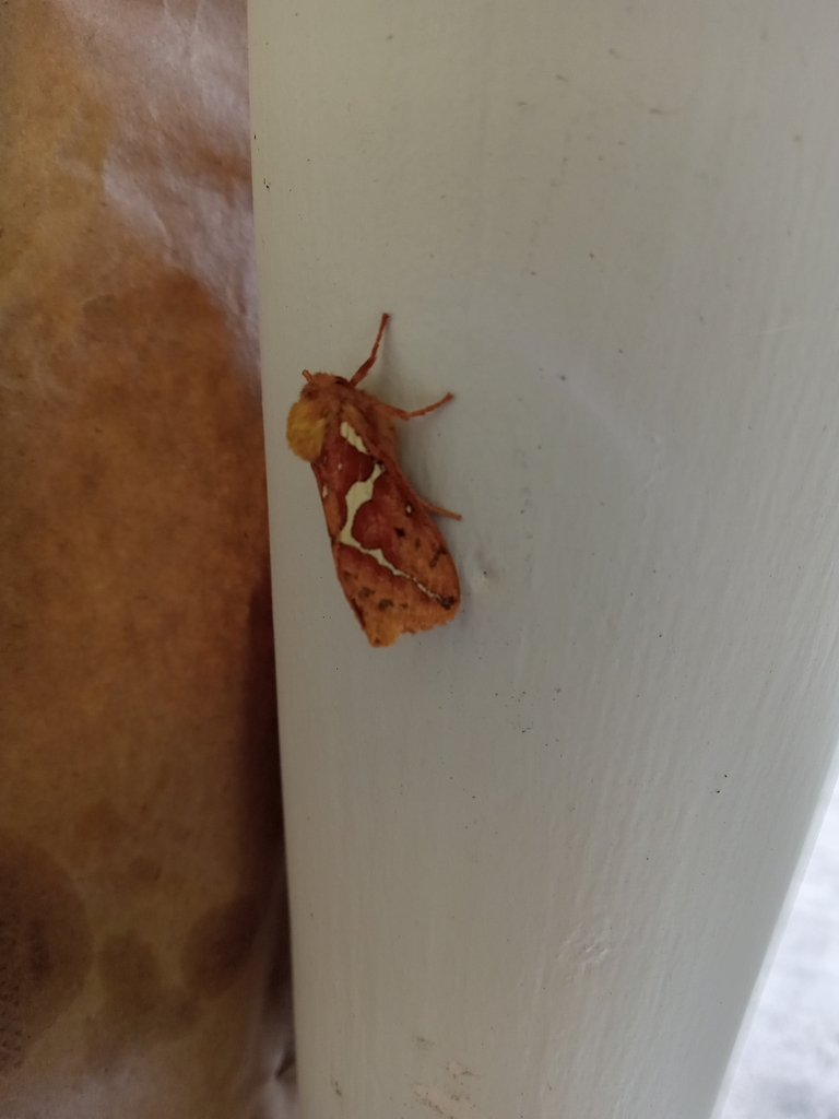 Mathew's Ghost Moth