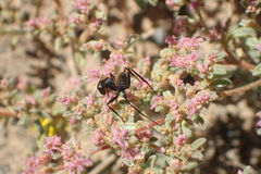 Aizoon sarcophyllum