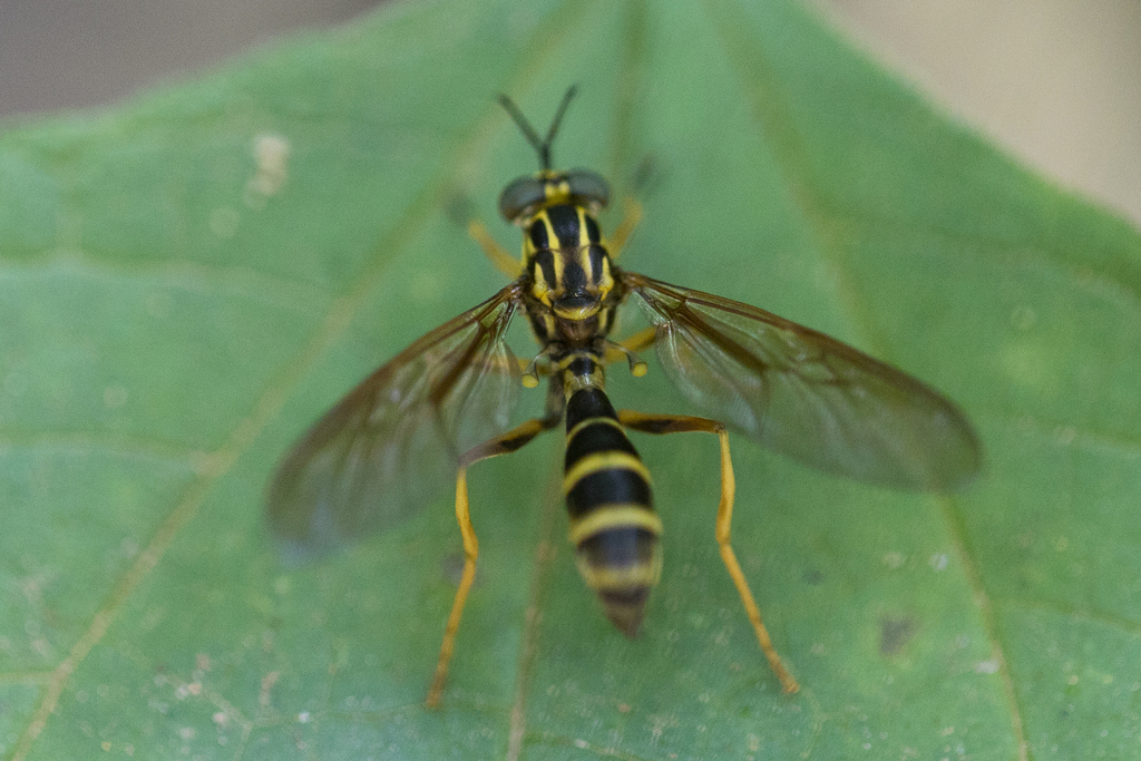 Acrochaeta fasciata