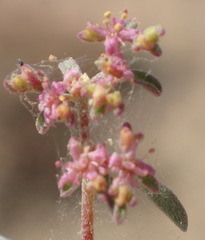 Aizoon sarcophyllum