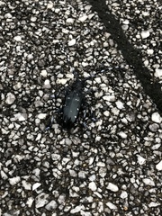 Anoplophora chinensis