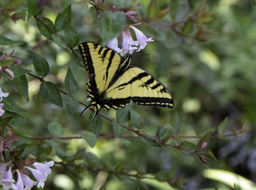 Photo of Western Tiger Swallowtail (Papilio rutulus)