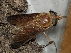 Tabanus fumipennis