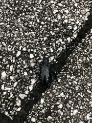 Anoplophora chinensis