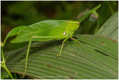 Stilpnochlora nanna