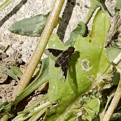 Hemipenthes morioides