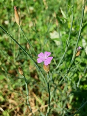 Petrorhagia prolifera