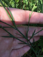 Petrorhagia prolifera