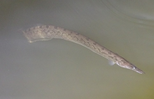 Marbled spiny eel (Mastacembelus armatus) — Mastacembelidae — 5