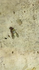 Leucotabanus annulatus