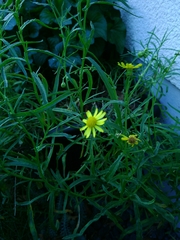Senecio inaequidens