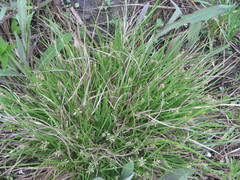 Carex secalina