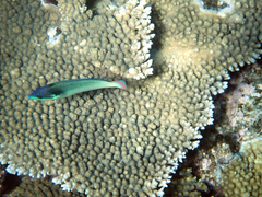 Anampses neoguinaicus