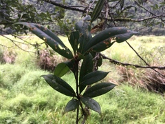 Quercus sessilifolia
