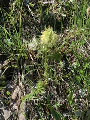 Pedicularis foliosa