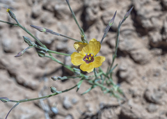 Linum puberulum