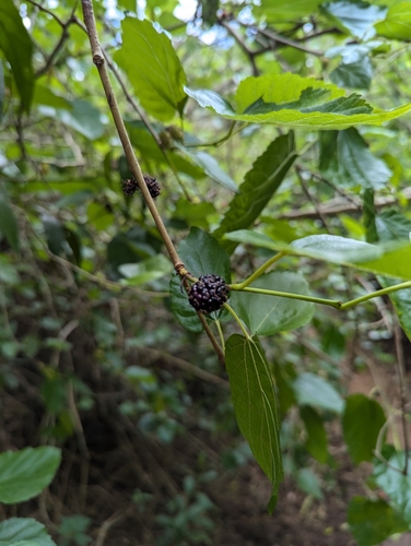 Morus alba observed 2024-09-22