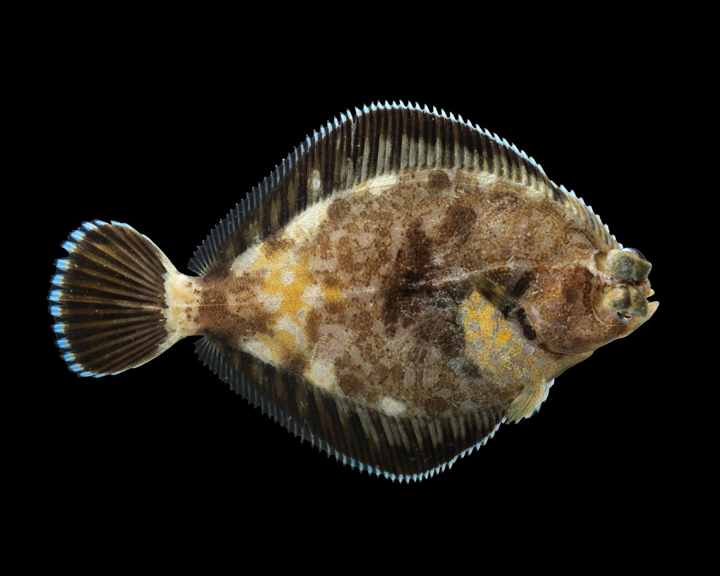 Curlfin sole (Pleuronichthys decurrens) — Pleuronectidae