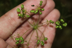 Physospermum cornubiense