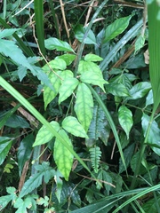 Tetrastigma hemsleyanum