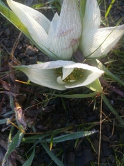 Colchicum melanthoides