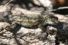 Sceloporus occidentalis becki