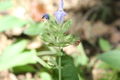 Salvia tomentosa