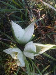 Colchicum melanthoides