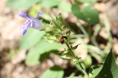 Salvia tomentosa