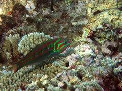 Thalassoma quinquevittatum